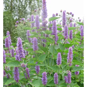 Agastache rugosa- Izsópfű (mag)