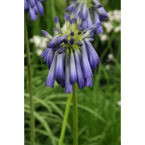 Agapanthus inapertus – Szerelemvirág (mag)