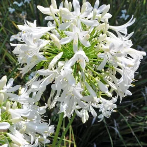 Agapanthus praecox Alba - Szerelemvirág (mag)