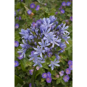 Agapanthus praecox Blue - Szerelemvirág (mag)