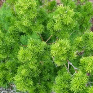 Asparagus densiflorus Red Flag - Aszparágusz mag