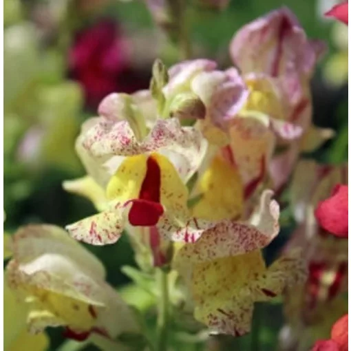 Antirrhinum majus Brighton Rock Striped Mix - Oroszlánszáj (mag)