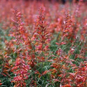 Agastache rupestris Apache Sunset - Izsópfű (mag)