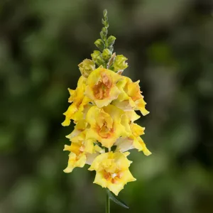 Antirrhinum majus Sweet Duet Citrus - Oroszlánszáj (mag)