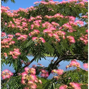 Albizia julibrissin - Selyemakác (mag)