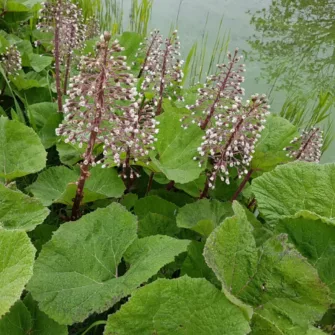 Acsalapu (Petasites)