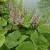 Acsalapu (Petasites)