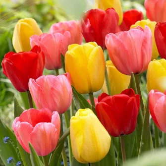Tulipánhagymák