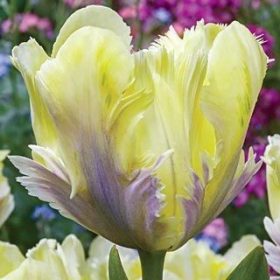 Parrot tulips