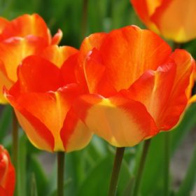Darwin tulips