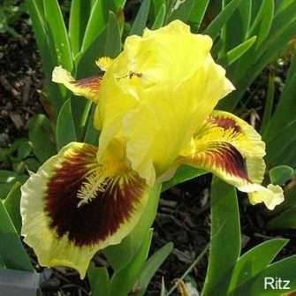 Iris pumilium