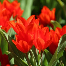 Multiflowering tulips