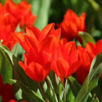 Csokros tulipánok