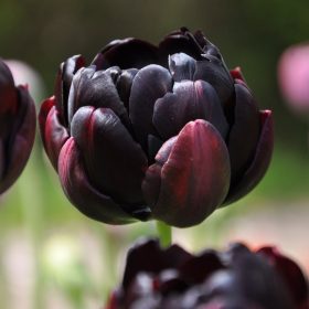 Double tulips