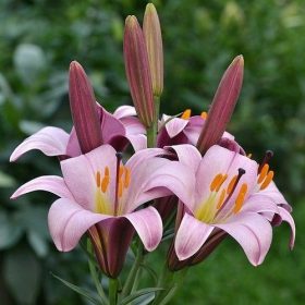 Trumpet lilies