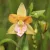 Epipactis - Nőszőfű