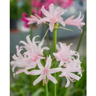 Amarine, Nerine