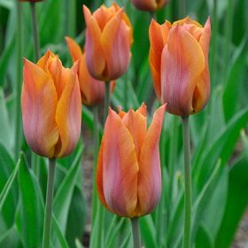 Lilyflowering tulips