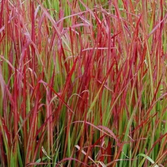 Alangfű (Imperata)