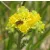 Aggófű félék (Senecio)