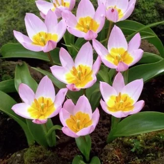 Botanikai tulipánok