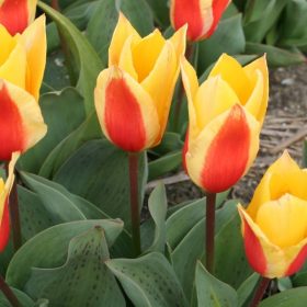 Greigii tulips