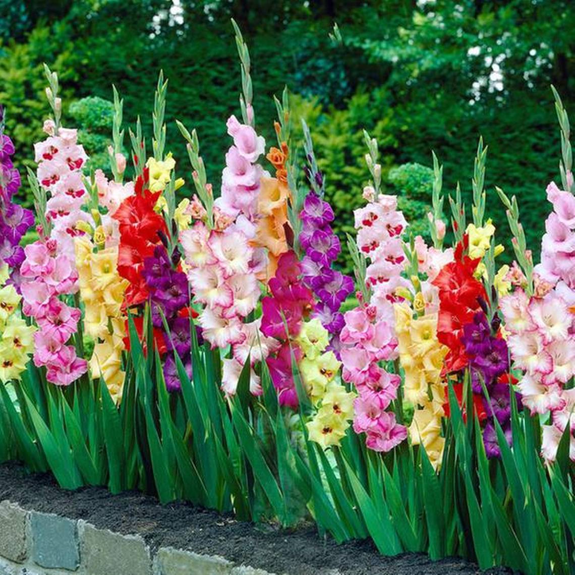 Flowerbulb order   Sword lilies   Gladiolus   Royal Garden